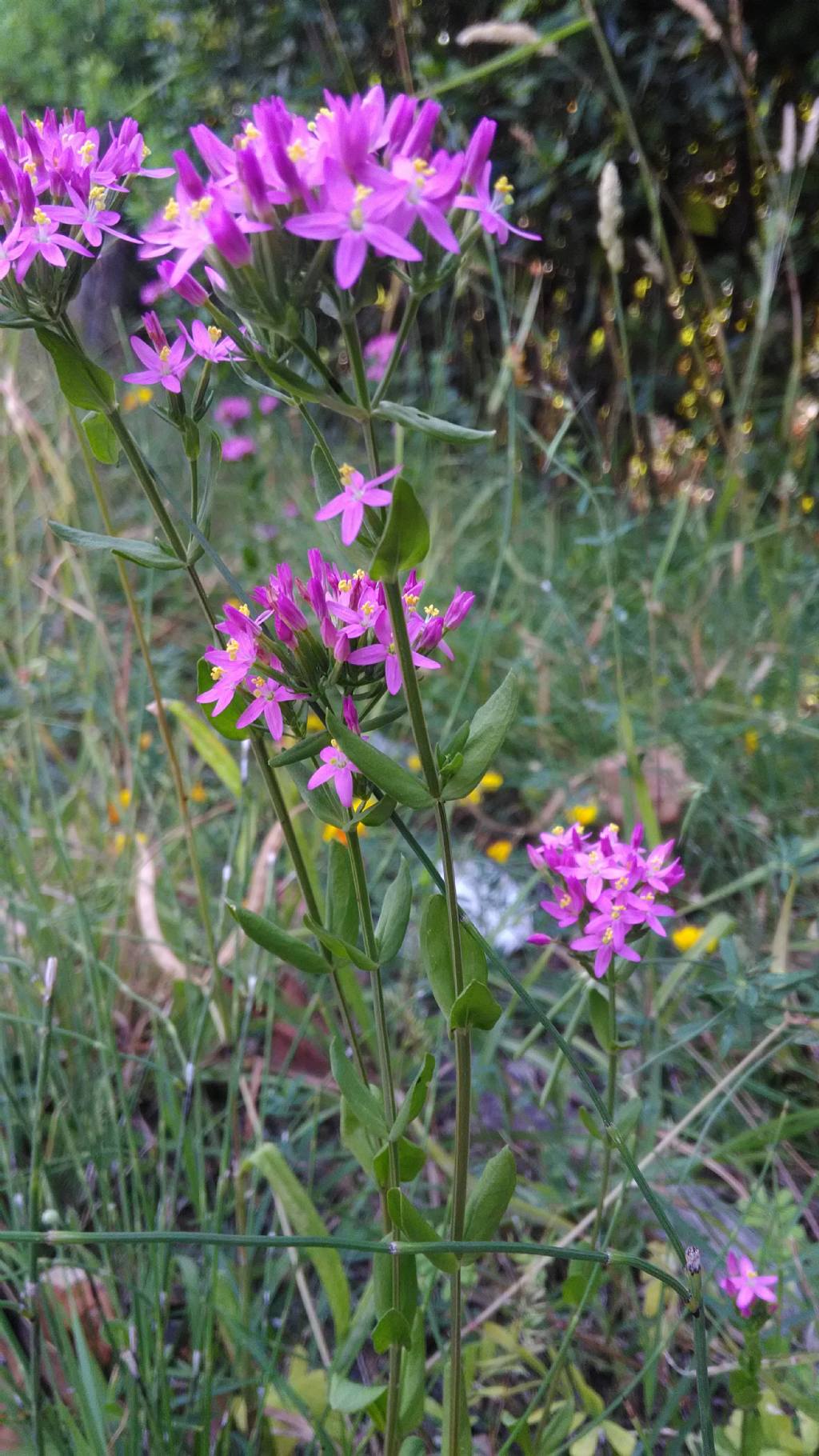 Centaurium erythraea (Gentianaceae)